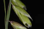 Twoflower melicgrass